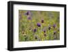 Flowering Meadow with Thistles (Cirsium Rivulare) and Buttercups (Ranunculus) Poloniny Np, Slovakia-Wothe-Framed Photographic Print