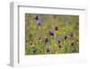 Flowering Meadow with Thistles (Cirsium Rivulare) and Buttercups (Ranunculus) Poloniny Np, Slovakia-Wothe-Framed Photographic Print