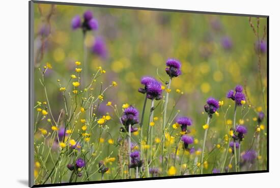 Flowering Meadow with Thistles (Cirsium Rivulare) and Buttercups (Ranunculus) Poloniny Np, Slovakia-Wothe-Mounted Photographic Print