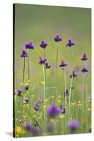 Flowering Meadow with Thistles (Cirsium Rivulare) and Buttercups (Ranunculus) Poloniny Np, Slovakia-Wothe-Stretched Canvas