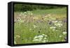 Flowering Meadow with Thistles (Cirsium Rivulare) Poloniny Np, Western Carpathians, Slovakia-Wothe-Framed Stretched Canvas