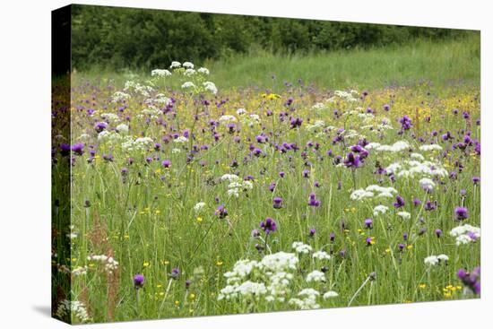 Flowering Meadow with Thistles (Cirsium Rivulare) Poloniny Np, Western Carpathians, Slovakia-Wothe-Stretched Canvas