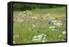 Flowering Meadow with Thistles (Cirsium Rivulare) Poloniny Np, Western Carpathians, Slovakia-Wothe-Framed Stretched Canvas