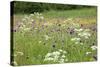 Flowering Meadow with Thistles (Cirsium Rivulare) Poloniny Np, Western Carpathians, Slovakia-Wothe-Stretched Canvas