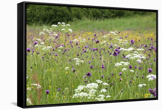 Flowering Meadow with Thistles (Cirsium Rivulare) Poloniny Np, Western Carpathians, Slovakia-Wothe-Framed Stretched Canvas