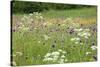 Flowering Meadow with Thistles (Cirsium Rivulare) Poloniny Np, Western Carpathians, Slovakia-Wothe-Stretched Canvas