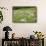 Flowering Meadow with Thistles (Cirsium Rivulare) Poloniny Np, Western Carpathians, Slovakia-Wothe-Framed Stretched Canvas displayed on a wall