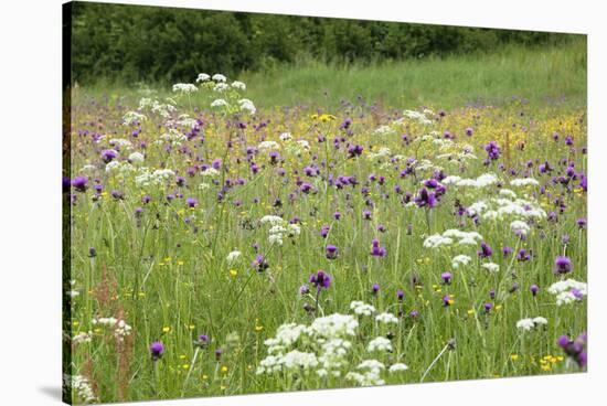 Flowering Meadow with Thistles (Cirsium Rivulare) Poloniny Np, Western Carpathians, Slovakia-Wothe-Stretched Canvas