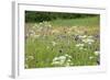 Flowering Meadow with Thistles (Cirsium Rivulare) Poloniny Np, Western Carpathians, Slovakia-Wothe-Framed Photographic Print