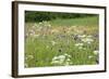 Flowering Meadow with Thistles (Cirsium Rivulare) Poloniny Np, Western Carpathians, Slovakia-Wothe-Framed Photographic Print