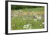 Flowering Meadow with Thistles (Cirsium Rivulare) Poloniny Np, Western Carpathians, Slovakia-Wothe-Framed Photographic Print