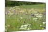 Flowering Meadow with Thistles (Cirsium Rivulare) Poloniny Np, Western Carpathians, Slovakia-Wothe-Mounted Photographic Print