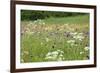 Flowering Meadow with Thistles (Cirsium Rivulare) Poloniny Np, Western Carpathians, Slovakia-Wothe-Framed Photographic Print