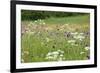 Flowering Meadow with Thistles (Cirsium Rivulare) Poloniny Np, Western Carpathians, Slovakia-Wothe-Framed Photographic Print