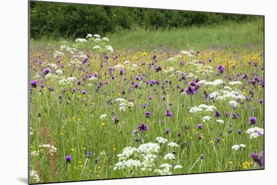 Flowering Meadow with Thistles (Cirsium Rivulare) Poloniny Np, Western Carpathians, Slovakia-Wothe-Mounted Photographic Print