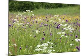 Flowering Meadow with Thistles (Cirsium Rivulare) Poloniny Np, Western Carpathians, Slovakia-Wothe-Mounted Photographic Print