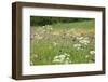 Flowering Meadow with Thistles (Cirsium Rivulare) Poloniny Np, Western Carpathians, Slovakia-Wothe-Framed Photographic Print