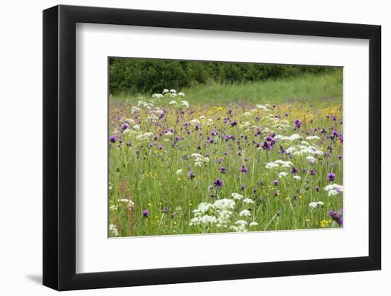 Flowering Meadow with Thistles (Cirsium Rivulare) Poloniny Np, Western Carpathians, Slovakia-Wothe-Framed Photographic Print