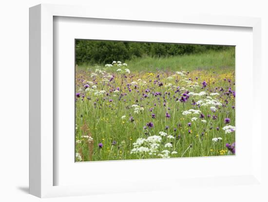 Flowering Meadow with Thistles (Cirsium Rivulare) Poloniny Np, Western Carpathians, Slovakia-Wothe-Framed Photographic Print