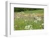 Flowering Meadow with Thistles (Cirsium Rivulare) Poloniny Np, Western Carpathians, Slovakia-Wothe-Framed Photographic Print