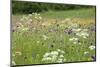 Flowering Meadow with Thistles (Cirsium Rivulare) Poloniny Np, Western Carpathians, Slovakia-Wothe-Mounted Photographic Print