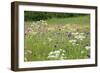 Flowering Meadow with Thistles (Cirsium Rivulare) Poloniny Np, Western Carpathians, Slovakia-Wothe-Framed Photographic Print