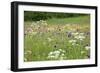 Flowering Meadow with Thistles (Cirsium Rivulare) Poloniny Np, Western Carpathians, Slovakia-Wothe-Framed Photographic Print