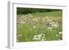 Flowering Meadow with Thistles (Cirsium Rivulare) Poloniny Np, Western Carpathians, Slovakia-Wothe-Framed Photographic Print