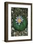 Flowering Mexican peyotl cactus-null-Framed Photographic Print