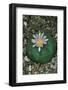 Flowering Mexican peyotl cactus-null-Framed Photographic Print