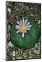 Flowering Mexican peyotl cactus-null-Mounted Photographic Print