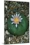 Flowering Mexican peyotl cactus-null-Mounted Photographic Print