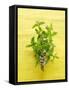 Flowering Mint Sprig-Anthony Lanneretonne-Framed Stretched Canvas