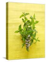 Flowering Mint Sprig-Anthony Lanneretonne-Stretched Canvas