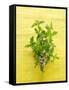 Flowering Mint Sprig-Anthony Lanneretonne-Framed Stretched Canvas