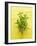 Flowering Mint Sprig-Anthony Lanneretonne-Framed Photographic Print
