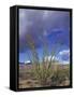 Flowering Ocotillo with Saguaro, Organ Pipe Cactus National Monument, Arizona, USA-Jamie & Judy Wild-Framed Stretched Canvas