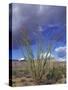 Flowering Ocotillo with Saguaro, Organ Pipe Cactus National Monument, Arizona, USA-Jamie & Judy Wild-Stretched Canvas