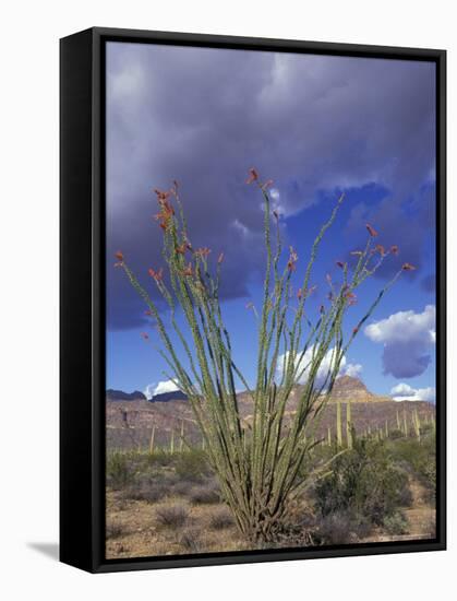 Flowering Ocotillo with Saguaro, Organ Pipe Cactus National Monument, Arizona, USA-Jamie & Judy Wild-Framed Stretched Canvas