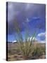 Flowering Ocotillo with Saguaro, Organ Pipe Cactus National Monument, Arizona, USA-Jamie & Judy Wild-Stretched Canvas