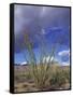 Flowering Ocotillo with Saguaro, Organ Pipe Cactus National Monument, Arizona, USA-Jamie & Judy Wild-Framed Stretched Canvas