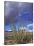 Flowering Ocotillo with Saguaro, Organ Pipe Cactus National Monument, Arizona, USA-Jamie & Judy Wild-Stretched Canvas