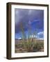 Flowering Ocotillo with Saguaro, Organ Pipe Cactus National Monument, Arizona, USA-Jamie & Judy Wild-Framed Photographic Print