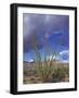 Flowering Ocotillo with Saguaro, Organ Pipe Cactus National Monument, Arizona, USA-Jamie & Judy Wild-Framed Photographic Print