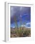 Flowering Ocotillo with Saguaro, Organ Pipe Cactus National Monument, Arizona, USA-Jamie & Judy Wild-Framed Photographic Print