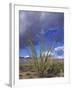Flowering Ocotillo with Saguaro, Organ Pipe Cactus National Monument, Arizona, USA-Jamie & Judy Wild-Framed Photographic Print