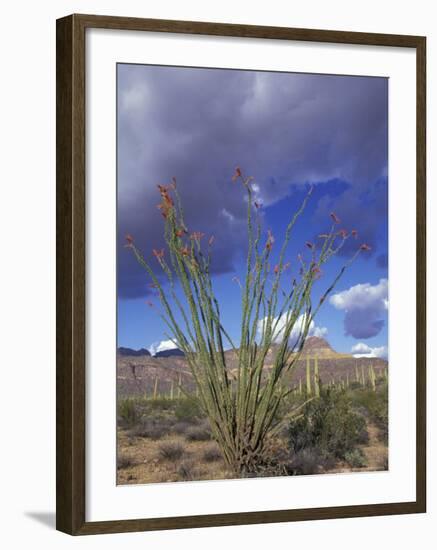 Flowering Ocotillo with Saguaro, Organ Pipe Cactus National Monument, Arizona, USA-Jamie & Judy Wild-Framed Photographic Print