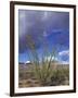 Flowering Ocotillo with Saguaro, Organ Pipe Cactus National Monument, Arizona, USA-Jamie & Judy Wild-Framed Photographic Print