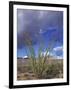 Flowering Ocotillo with Saguaro, Organ Pipe Cactus National Monument, Arizona, USA-Jamie & Judy Wild-Framed Photographic Print