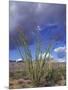 Flowering Ocotillo with Saguaro, Organ Pipe Cactus National Monument, Arizona, USA-Jamie & Judy Wild-Mounted Photographic Print